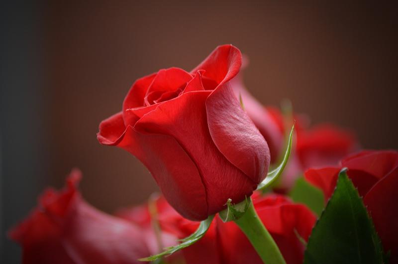 Red roses are a traditional flower during Valentine's Day. 