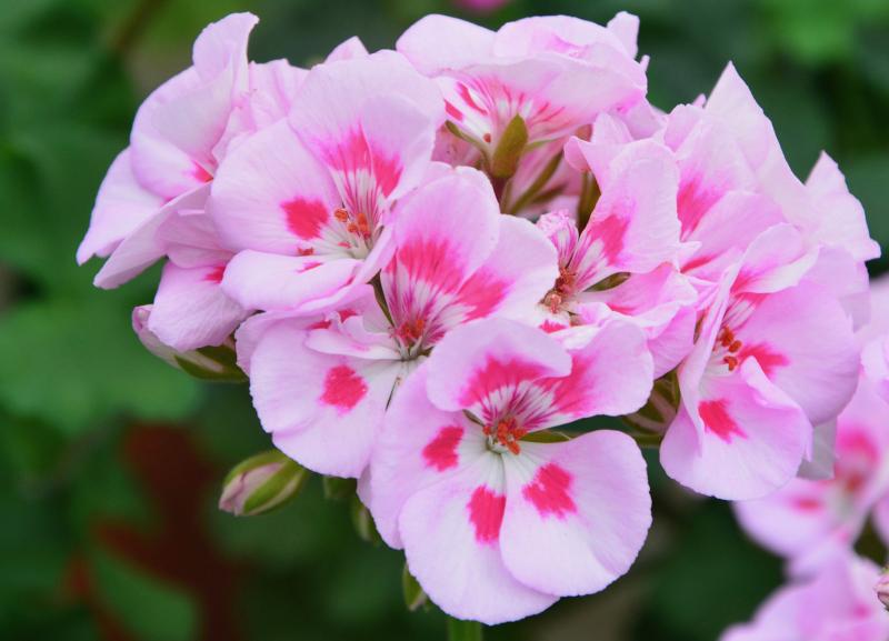 Picture of Pink Geraniums