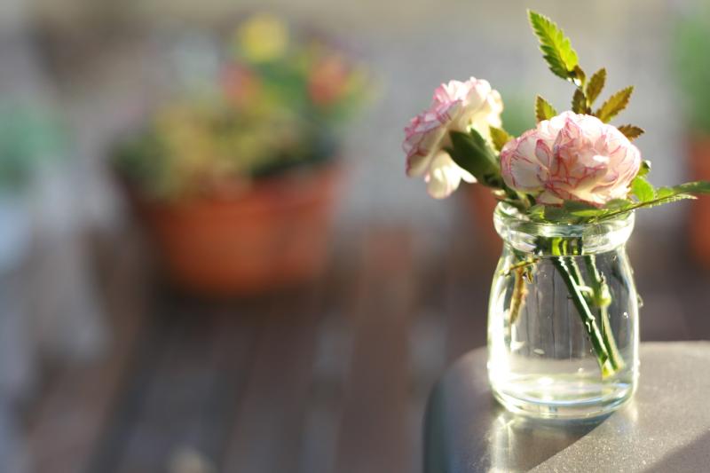 Image of color-tinted carnations. 