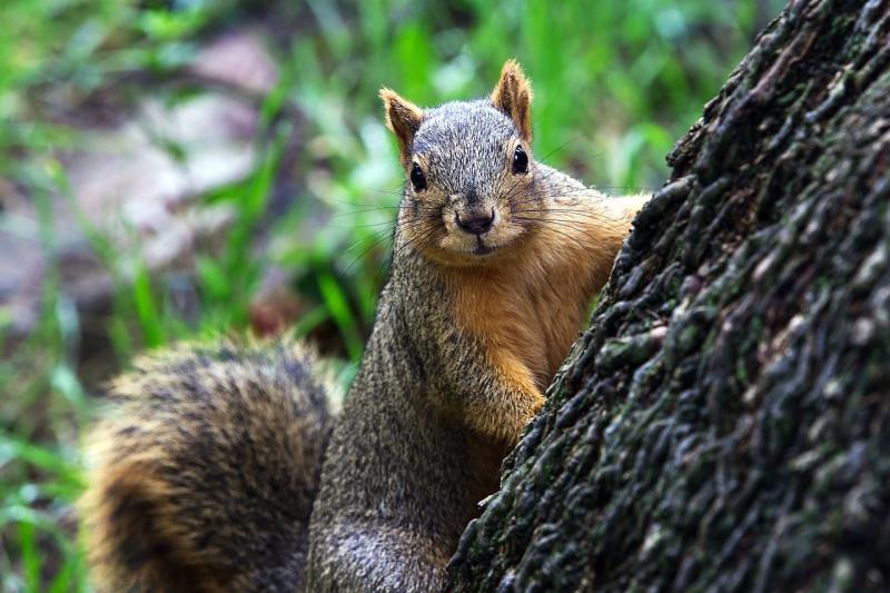 Image of a fox squirrel. 