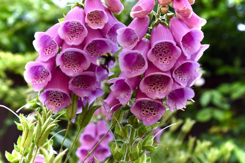 Picture of Foxglove flower.