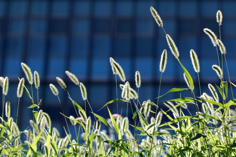 Image of foxtail seedheads. 