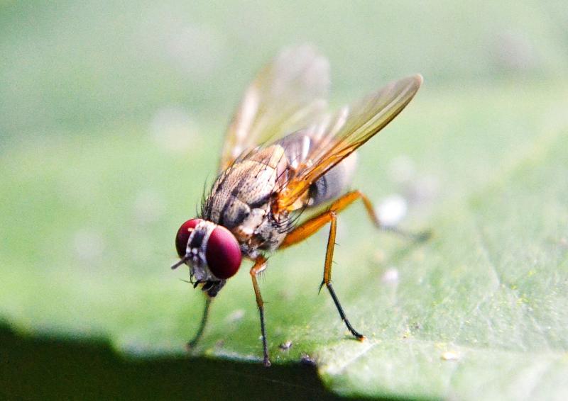 Close up of a fruit fly on a leaf.