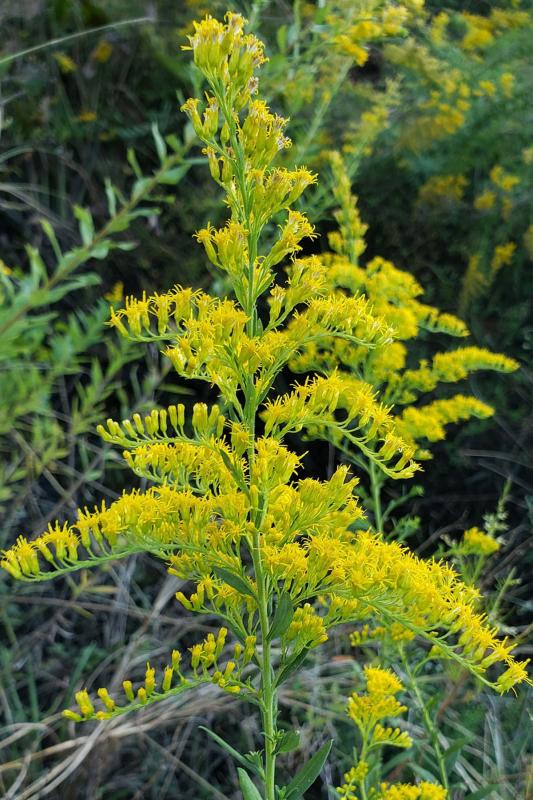 Picture of Goldenrod Wildflower