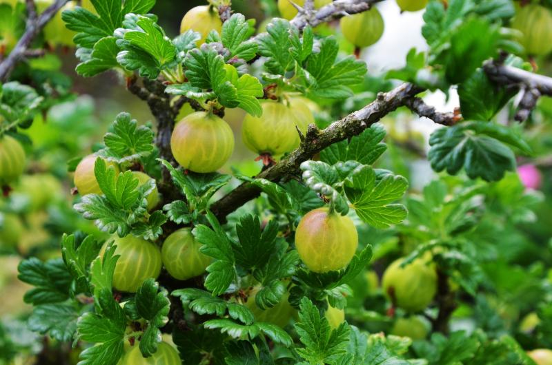 Picture of Green Gooseberry.