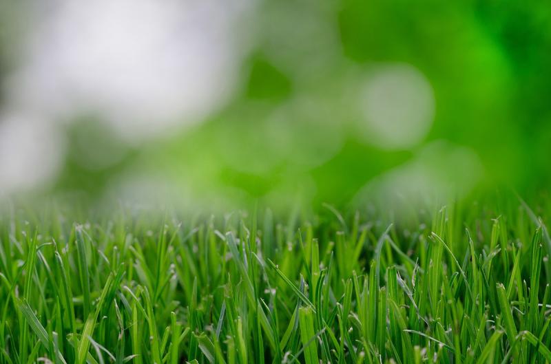 Picture of Green Grass