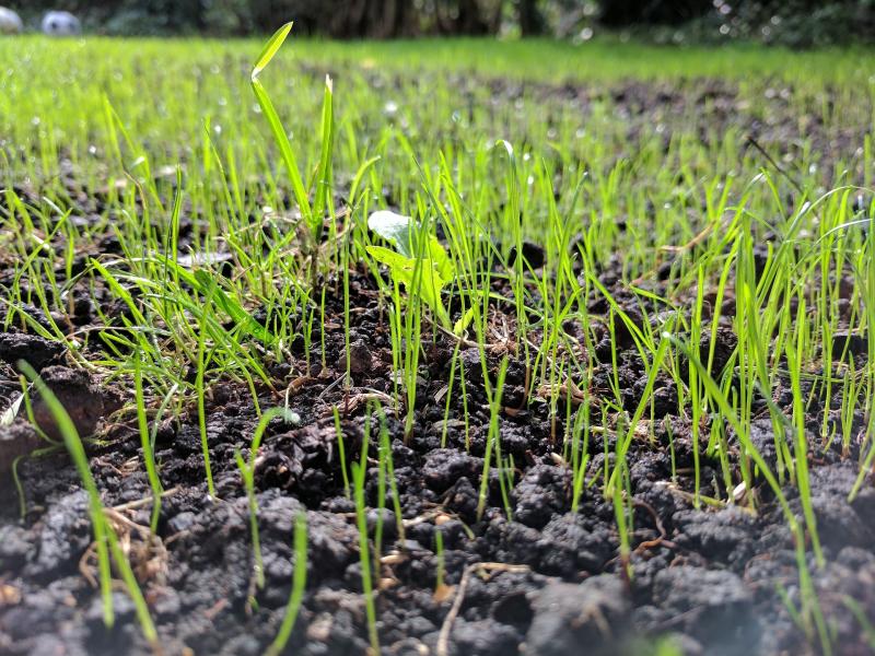 Close-up of young grass growing in wet soil