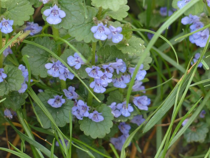 Picture of ground ivy