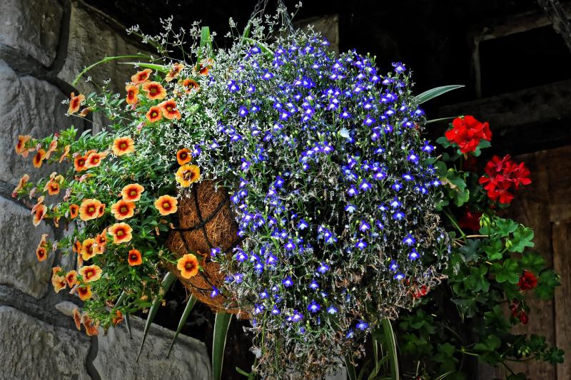 Picture of hanging basket