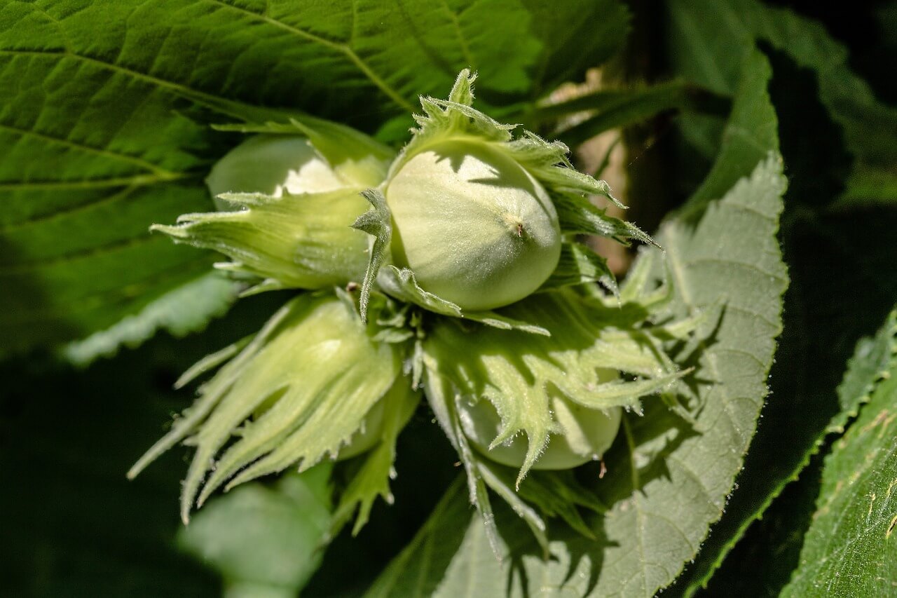 Cluster of hazelnuts still on the plant and in the green bract.