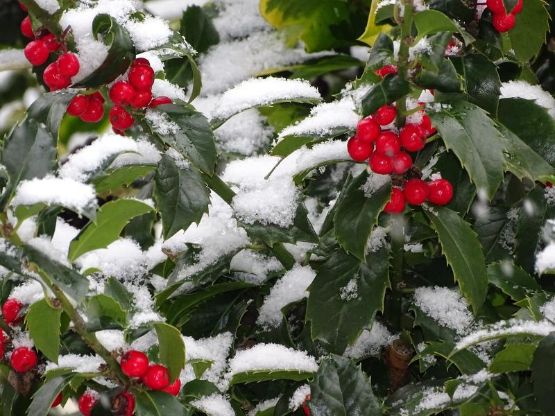 Picture of Holly with blanket of snow.