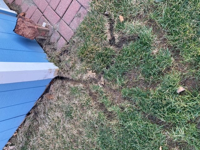 Picture of Vole damage in yard.