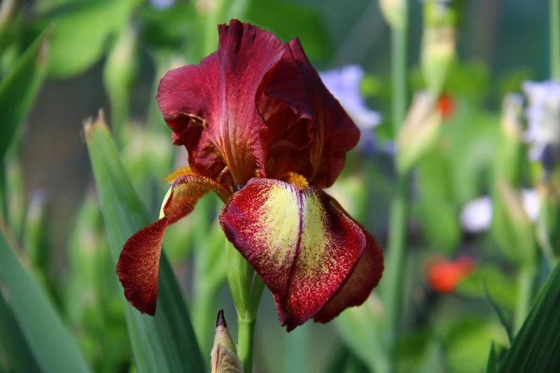 Picture of a red iris.