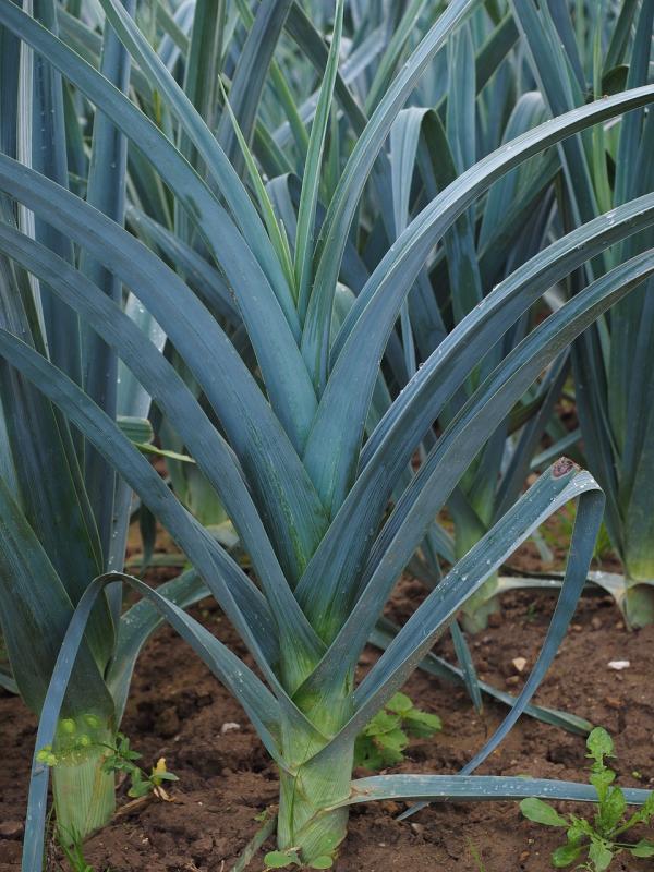 Picture of Leek plants