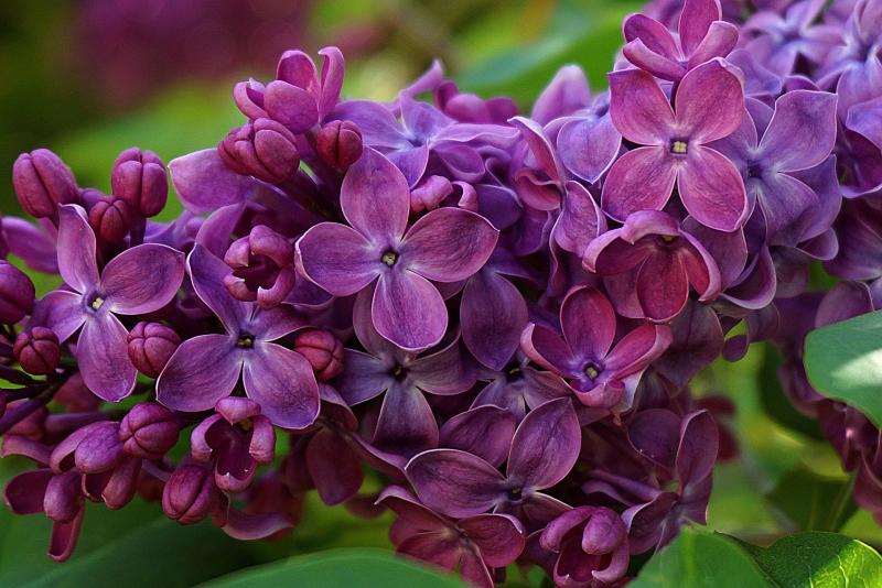 Image of dark purple lilac flowers.