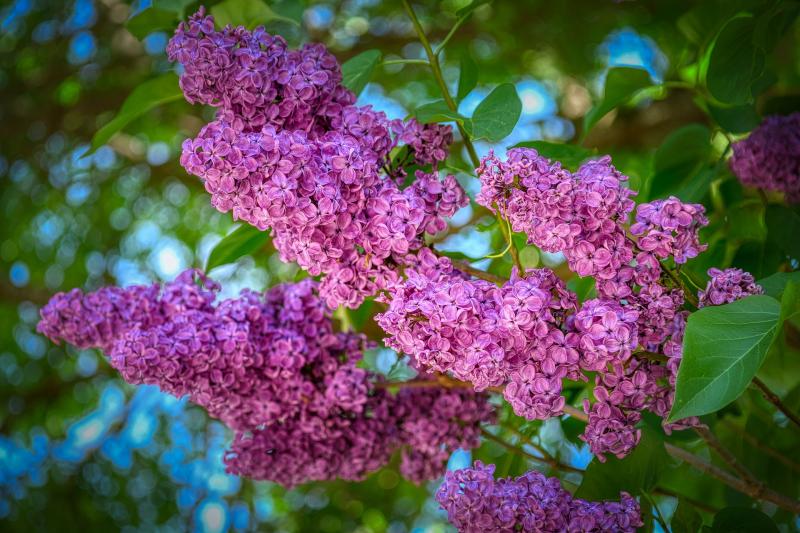 Picture of Purple Lilac Bush