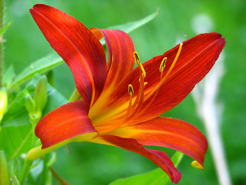 Image of orange lily flowers. 