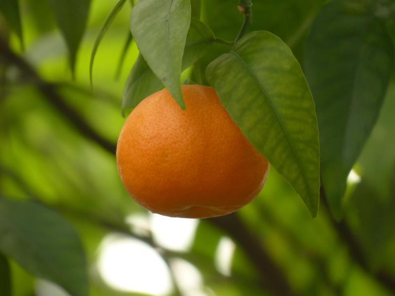 Picture of Mandarin.