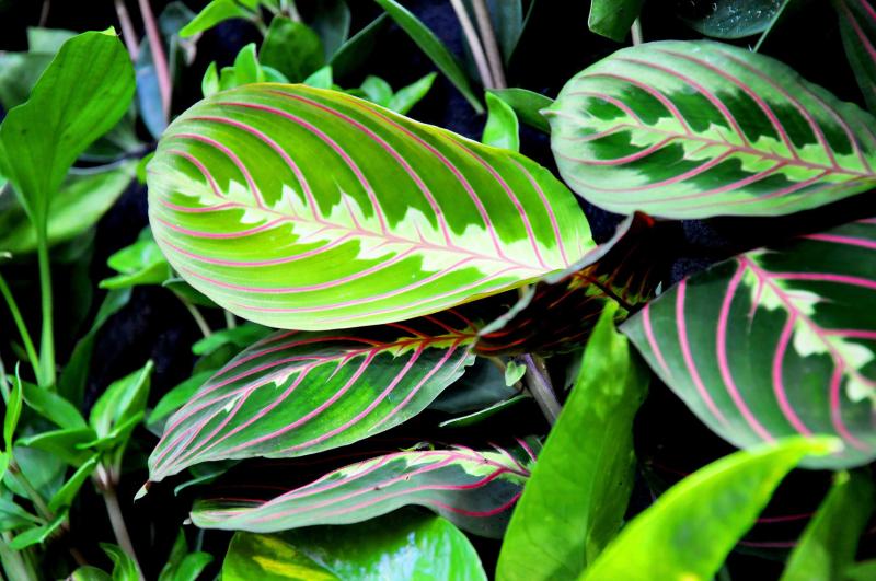 Picture of maranta Prayer plant 