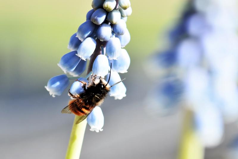 Picture of Mason- bee on flower