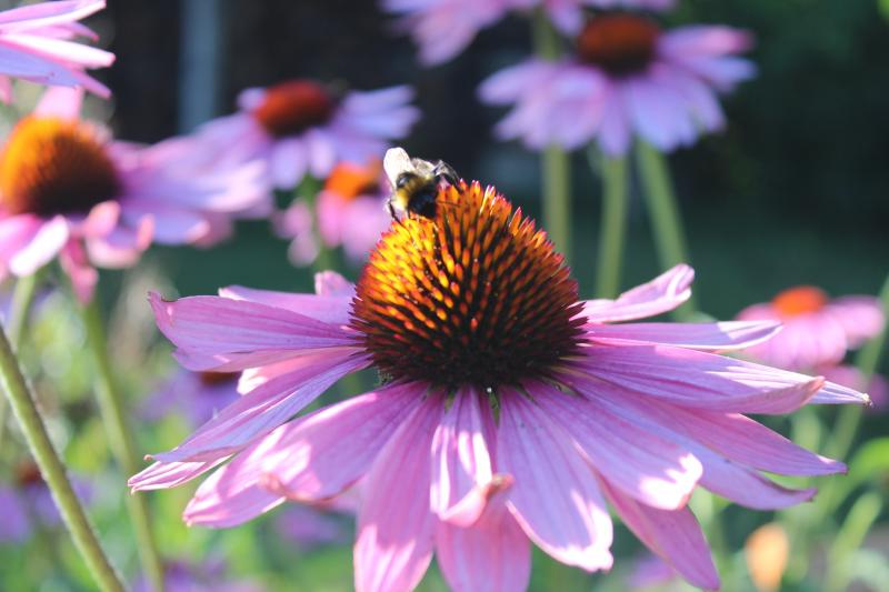 Picture of Mason Bee on a Flower