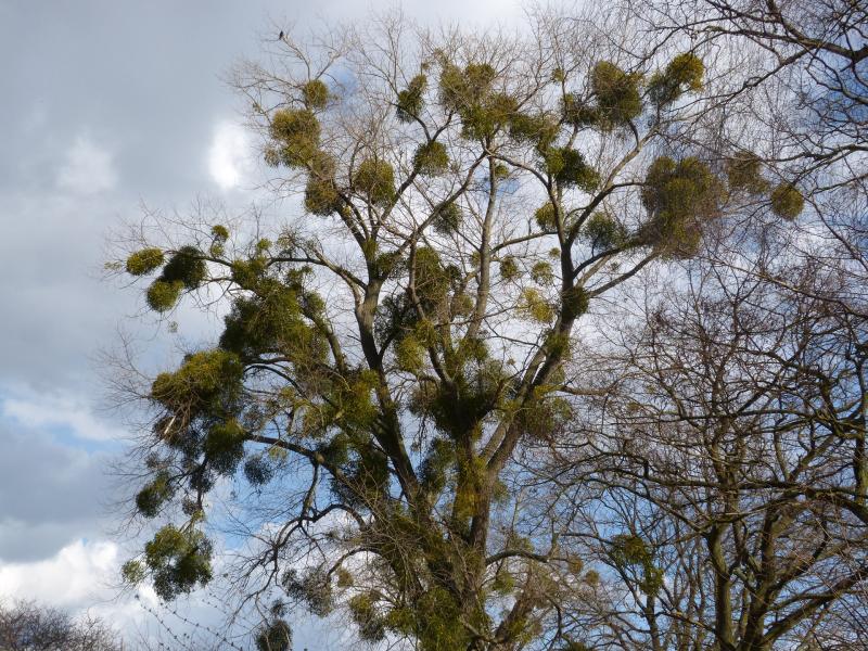 Picture of mistletoe-laden tree.