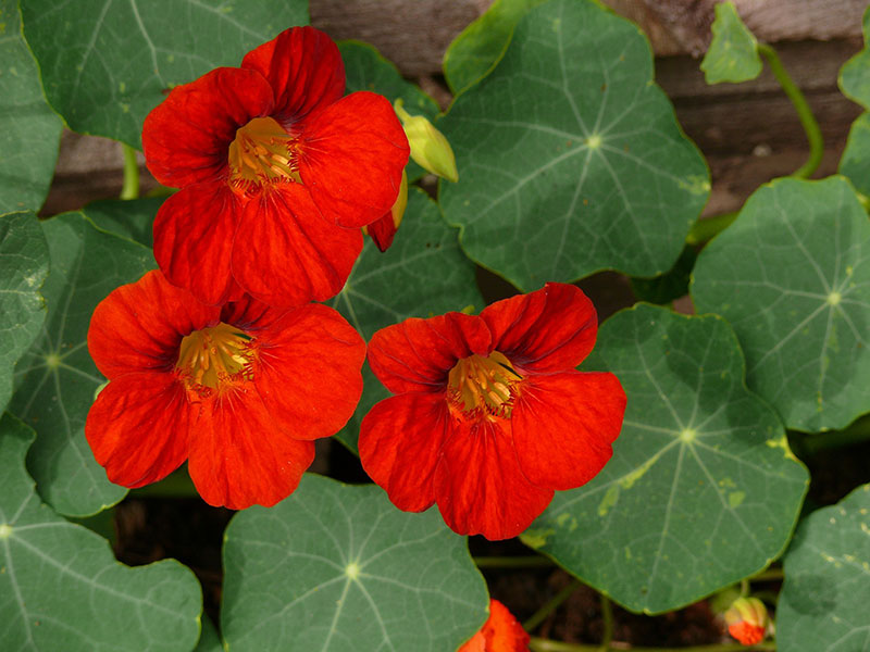 Image of Nasturtium flowers. 