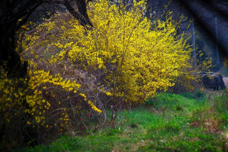 Image of forsythia shrub. 