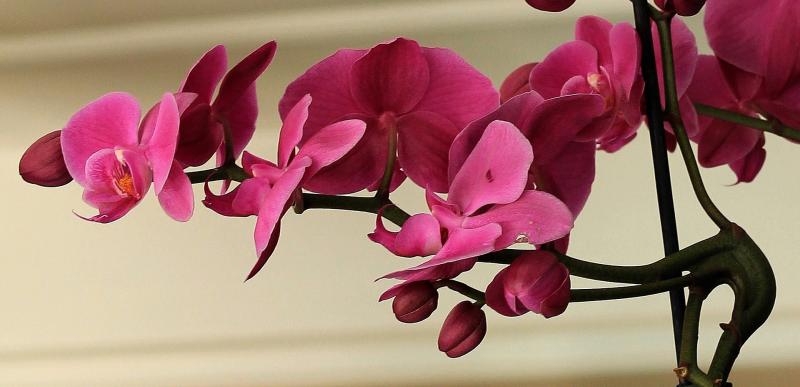 Image of moth orchid.