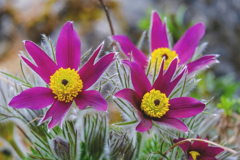 Image of pasque flower, Pulsatilla vulgaris. 