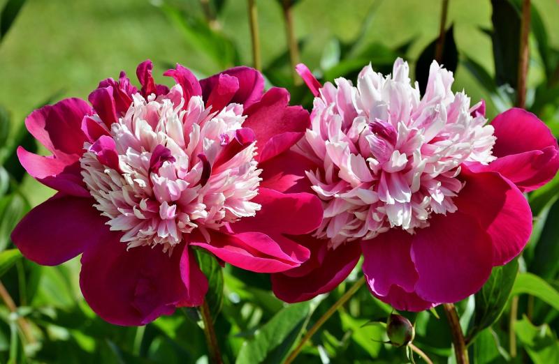 Picture of Peonies in bloom.