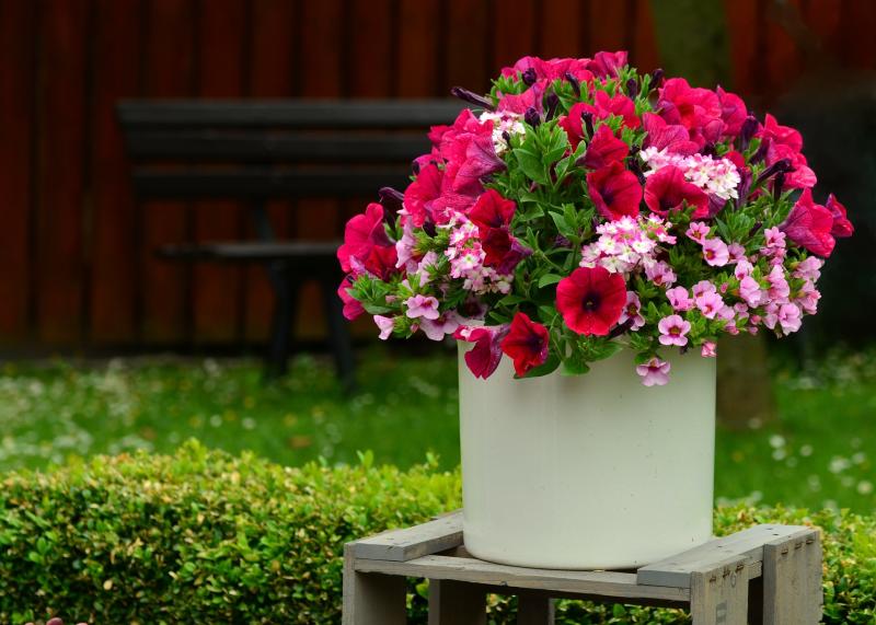 Picture of petunia as a bouquet in white container.