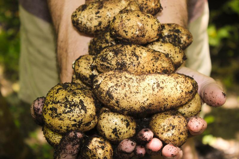 Picture of potatoes from the garden.