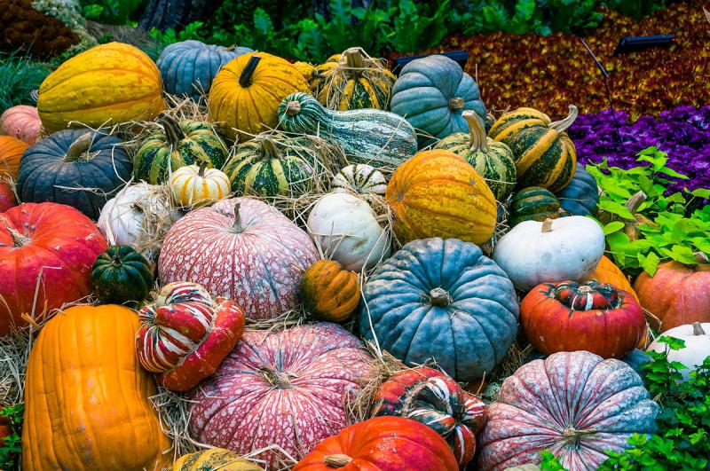 Picture of lots of colorful pumpkins.