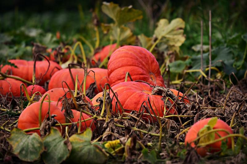 Picture of pumpkins ready for harvest. 