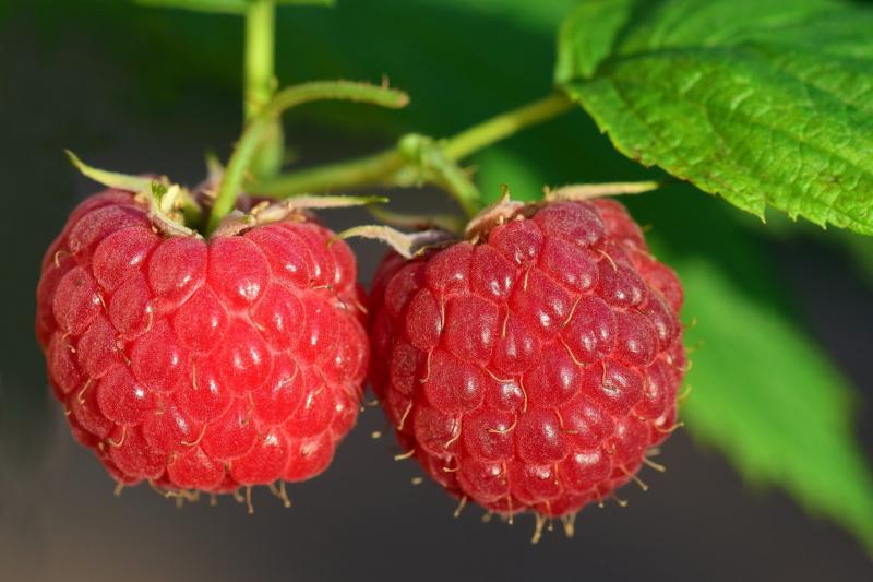 Image of red raspberries. 