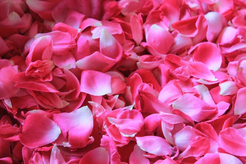 Picture of rose petals.