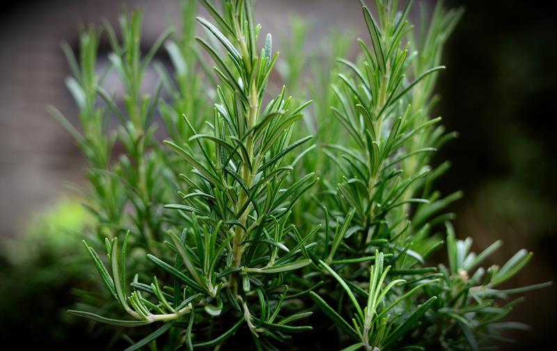 Picture of Rosemary, A Herb for All Seasons.