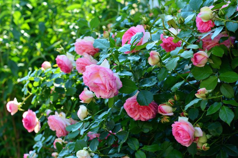 Pictures of pink shrub rose flowers.