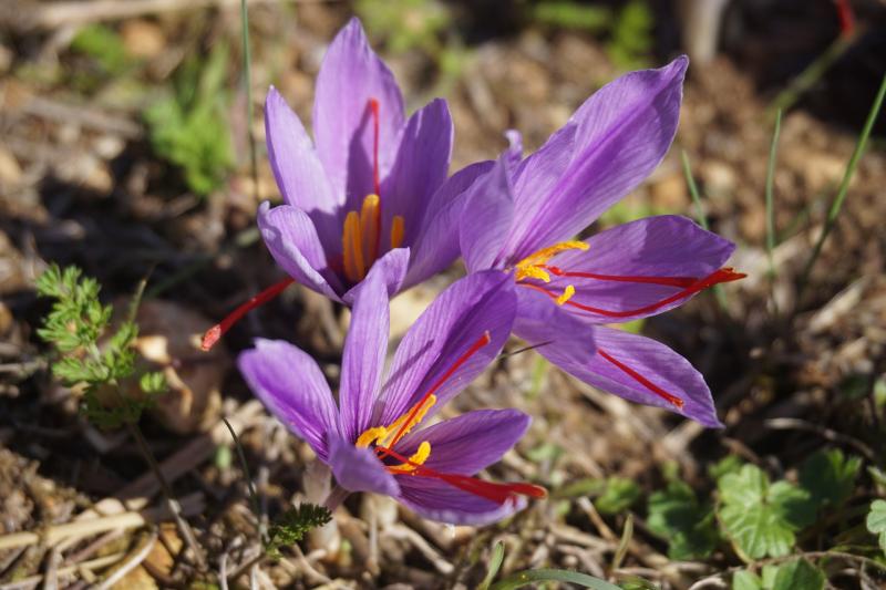 Image of saffron, Crocus sativus, flowers. 