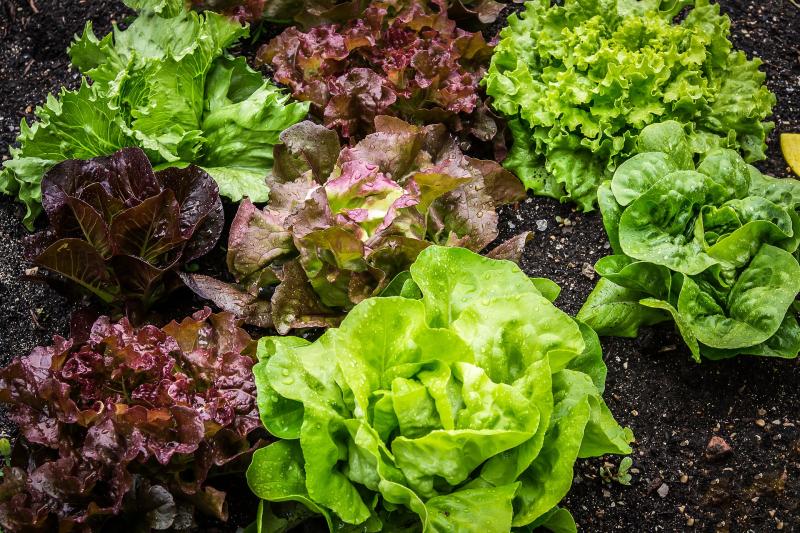 Picture of lettuce greens. 