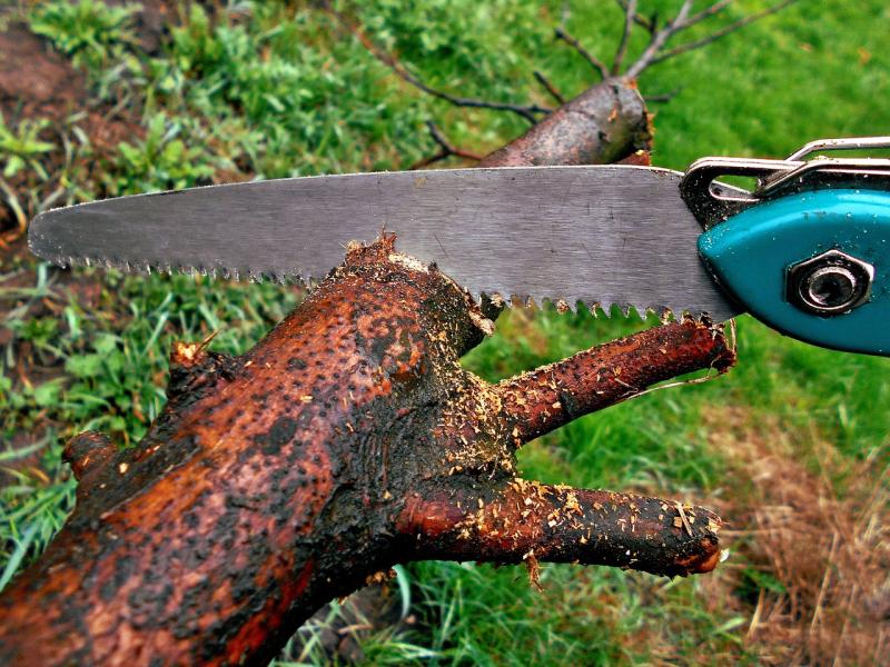 Image of a hand saw cutting a branch.