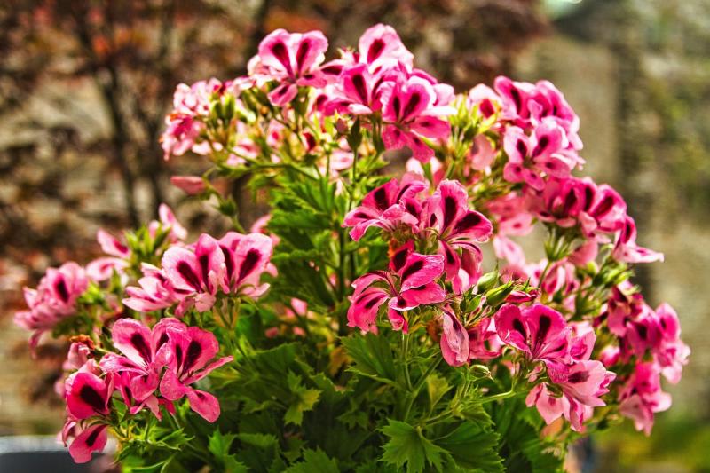 Image of scented geranium flowers. 