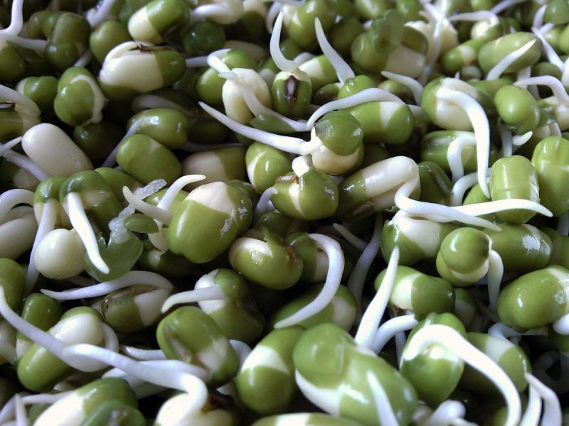 Picture of edible seeds for sprouts.