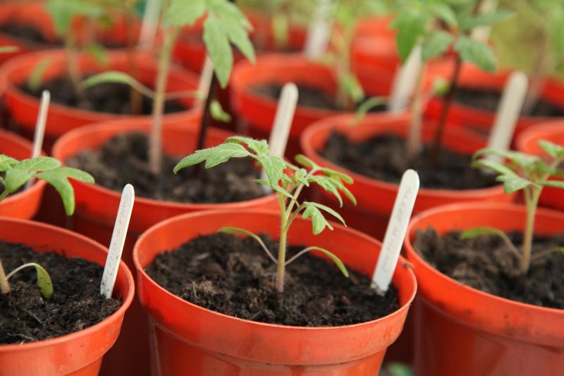 Image of seedlings started indoors for the early season garden. 