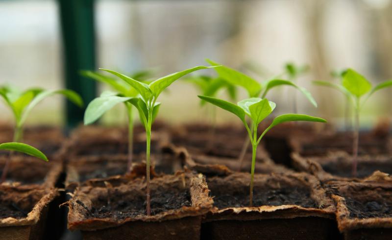 Image of seedlings started indoors for the early season garden. 