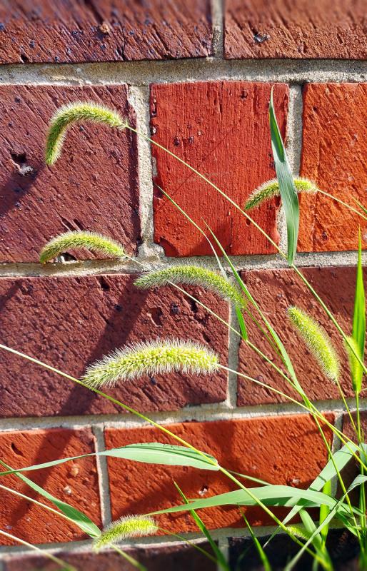 Picture of a weeds