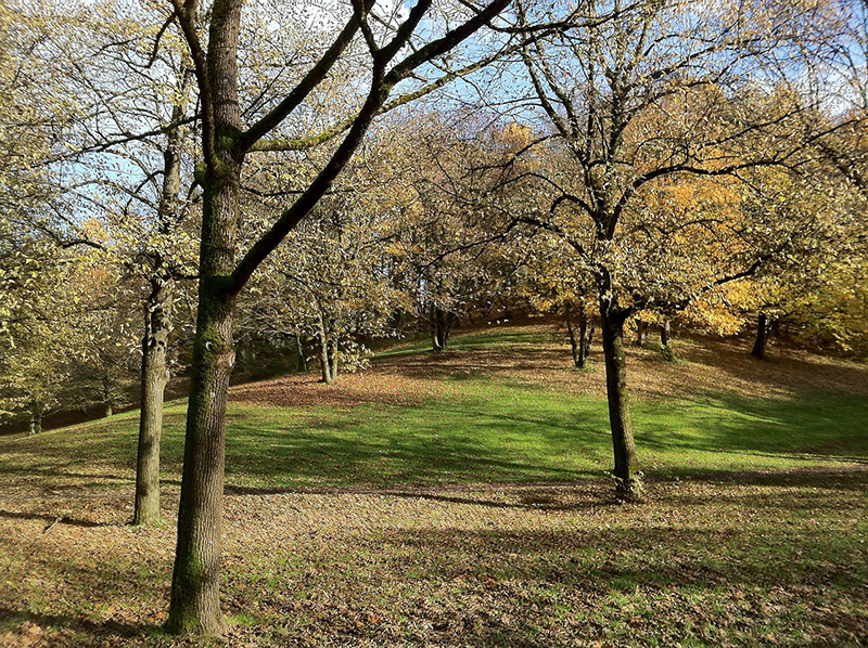 Image of turfgrass shaded by multiple trees. 