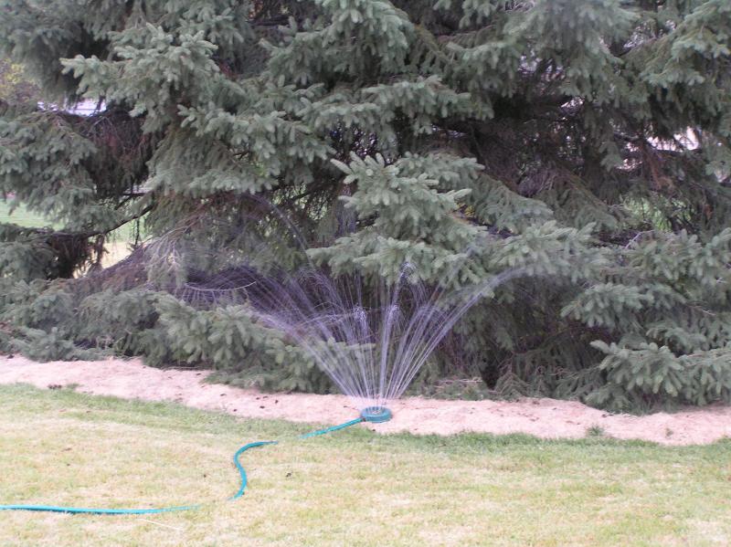 Image of fall watering of spruce tree. 