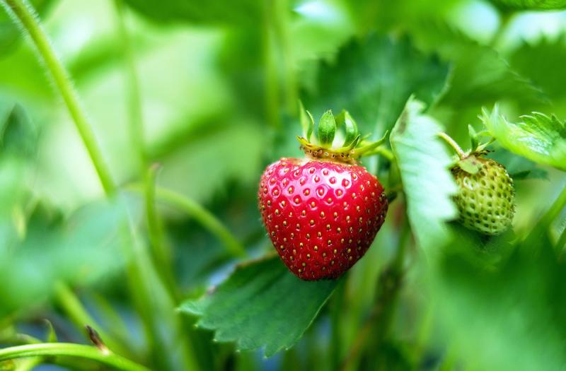 Picture of red strawberry, ready to pick.